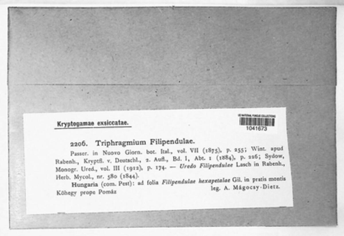 Triphragmium filipendulae image